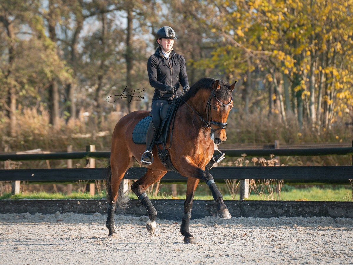Hensie Ballerina in 4 wedstrijden door het ZZ-Zwaar&nbsp;heen