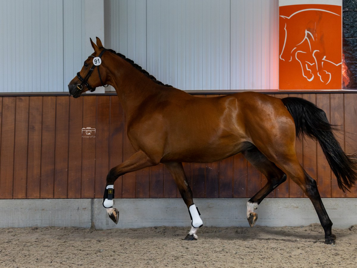 Sevilla Boa T is STER&nbsp;merrie!