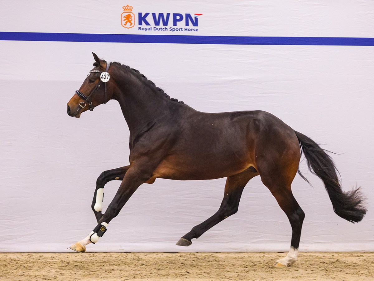 Tiësto GS door naar Den&nbsp;Bosch!