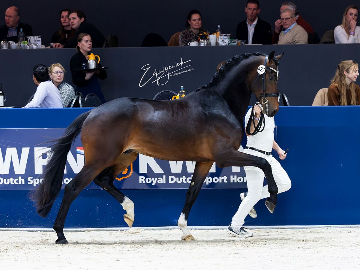 Tiësto GS is&nbsp;aangewezen!